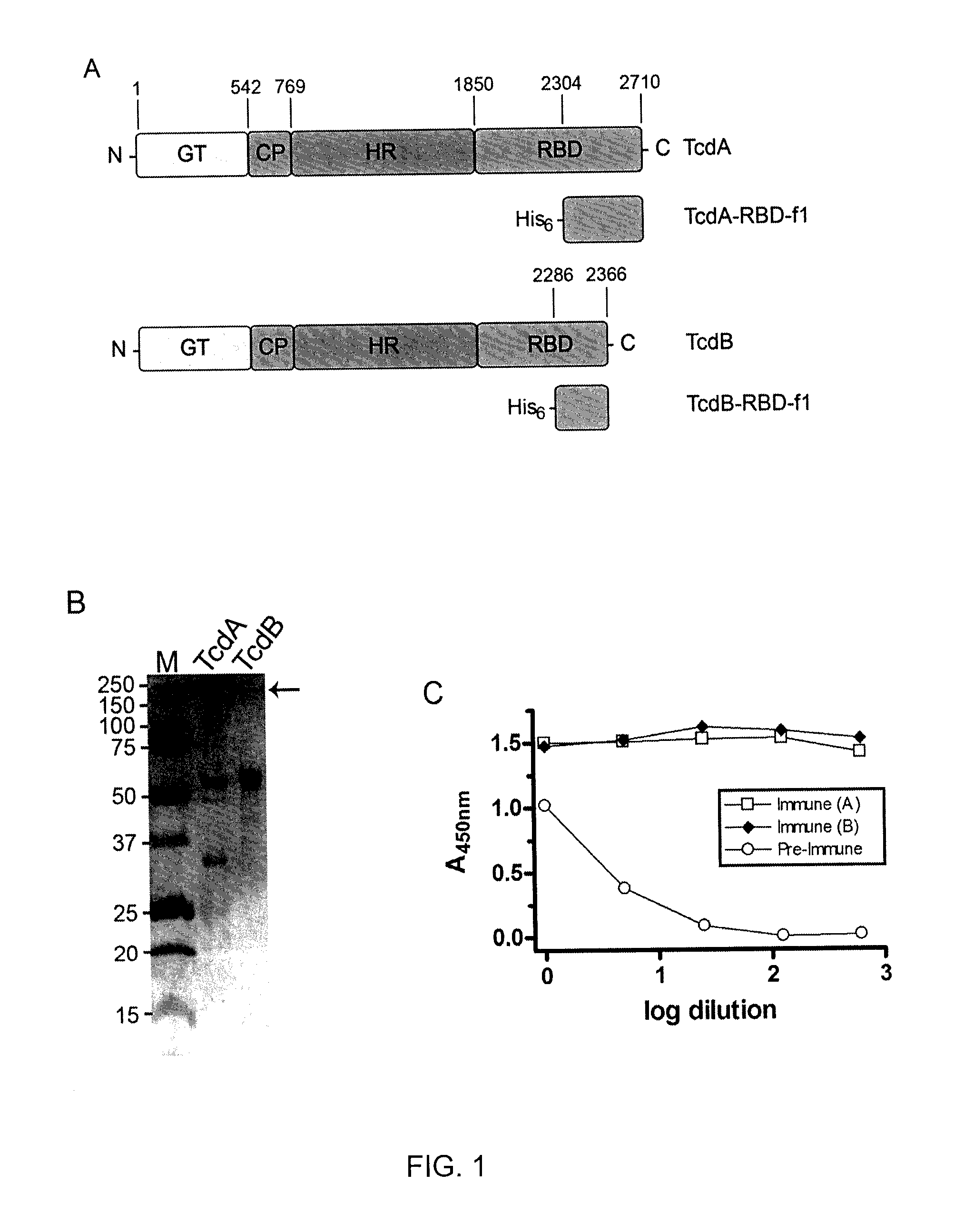 Clostridium difficile-specific antibodies and uses thereof