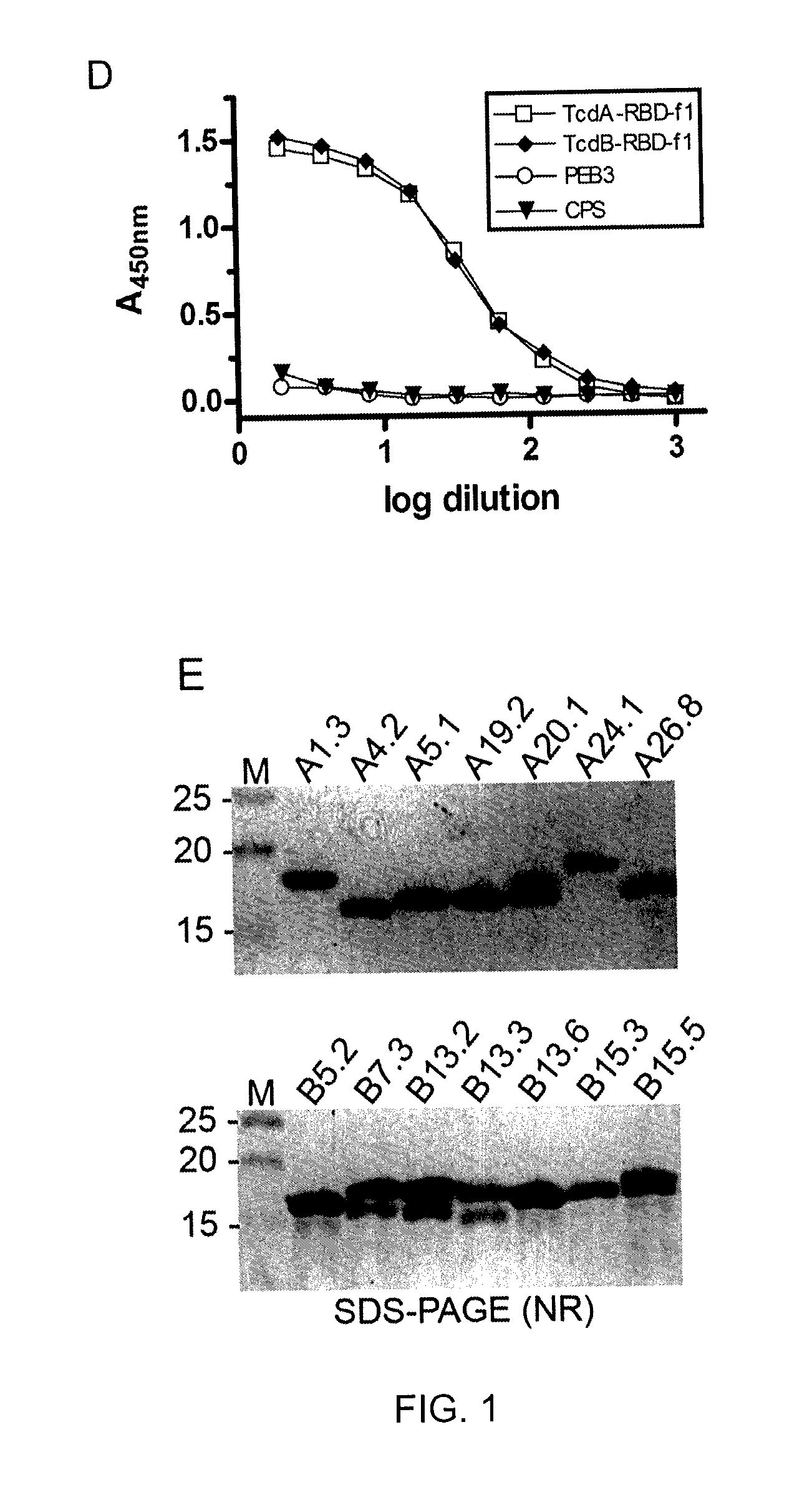 Clostridium difficile-specific antibodies and uses thereof