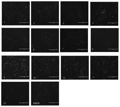 Full-suspension MDCK cell and method for culturing swine influenza virus by using full-suspension MDCK cell