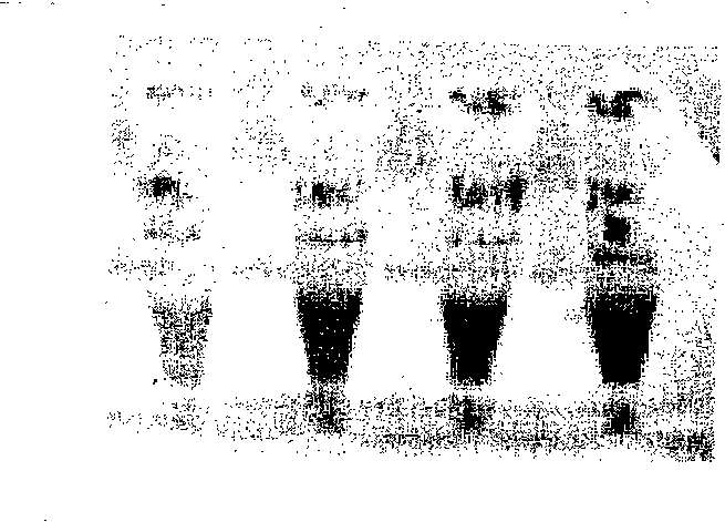 Method for preparing quantum dot immune fluorescent probe