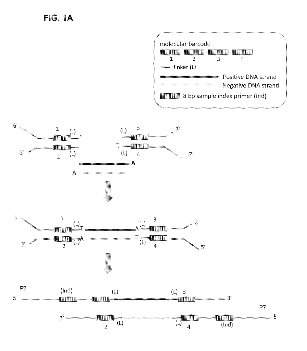 Clinical application of cell free DNA technologies to non-invasive prenatal diagnosis and other liquid biopsies