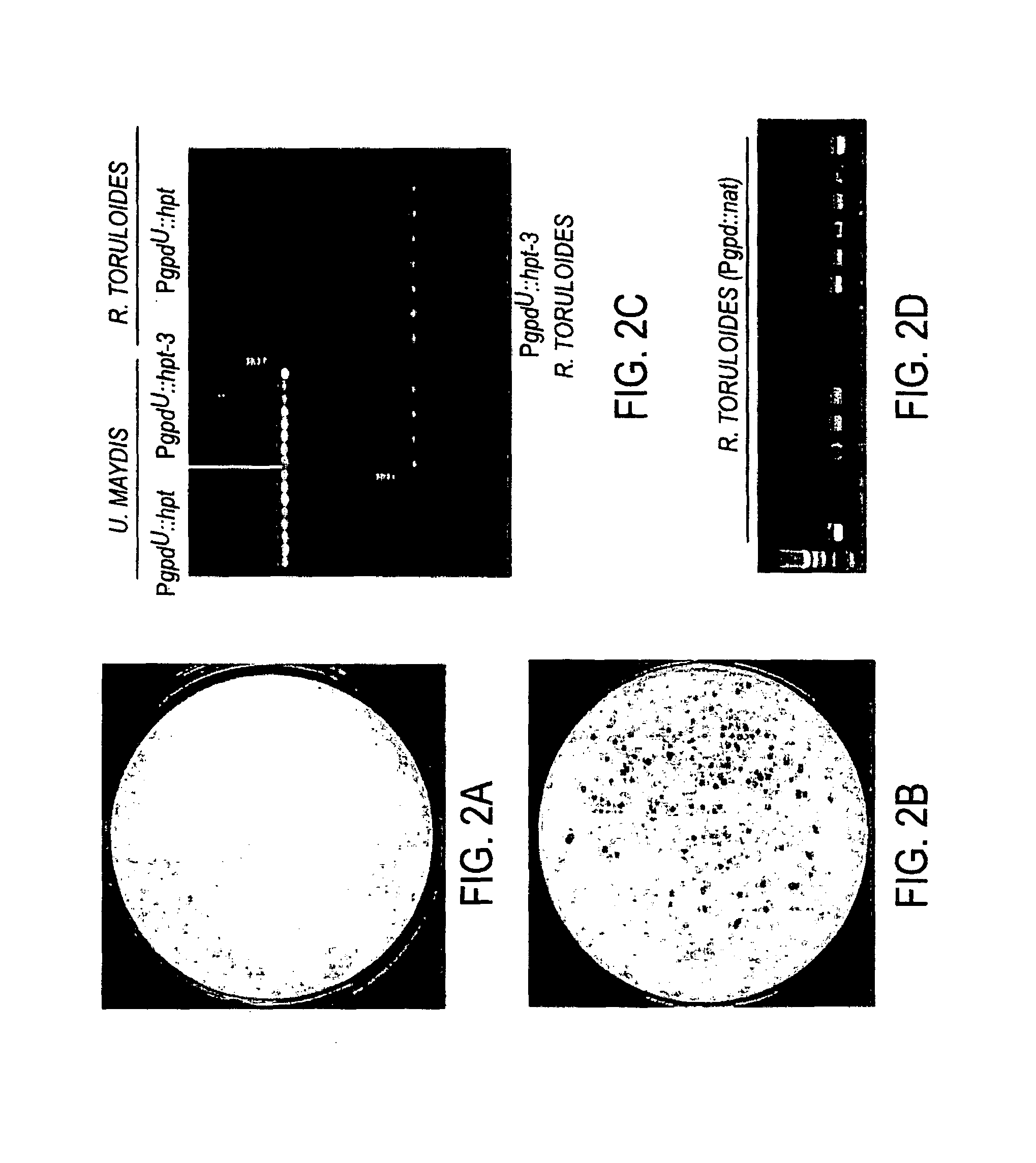 Genetic manipulation and expression systems for pucciniomycotina and ustilaginomycotina subphyla