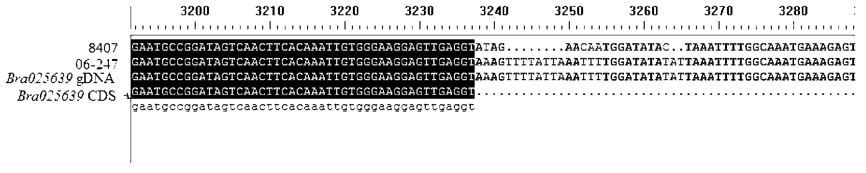 Molecular marker for identifying wild state/mutation state of Chinese cabbage TNL-E gene and applications of marker