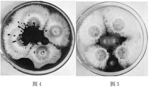 Pycnoporus sp. Strain YZC9 and application thereof