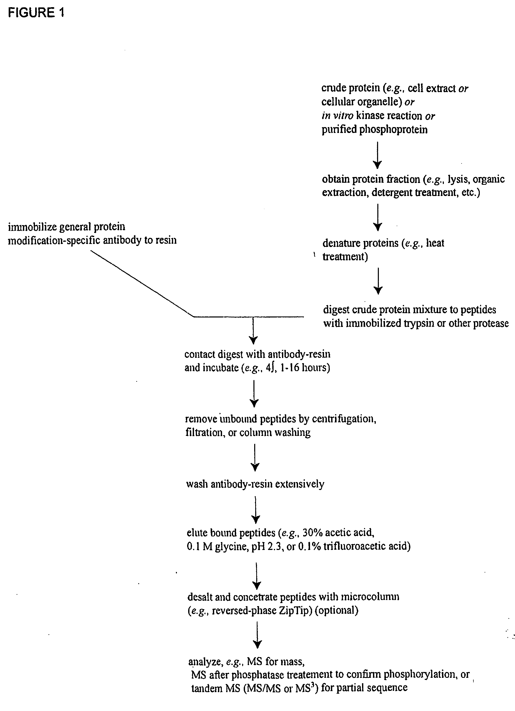 Tyrosine phosphorylation sites