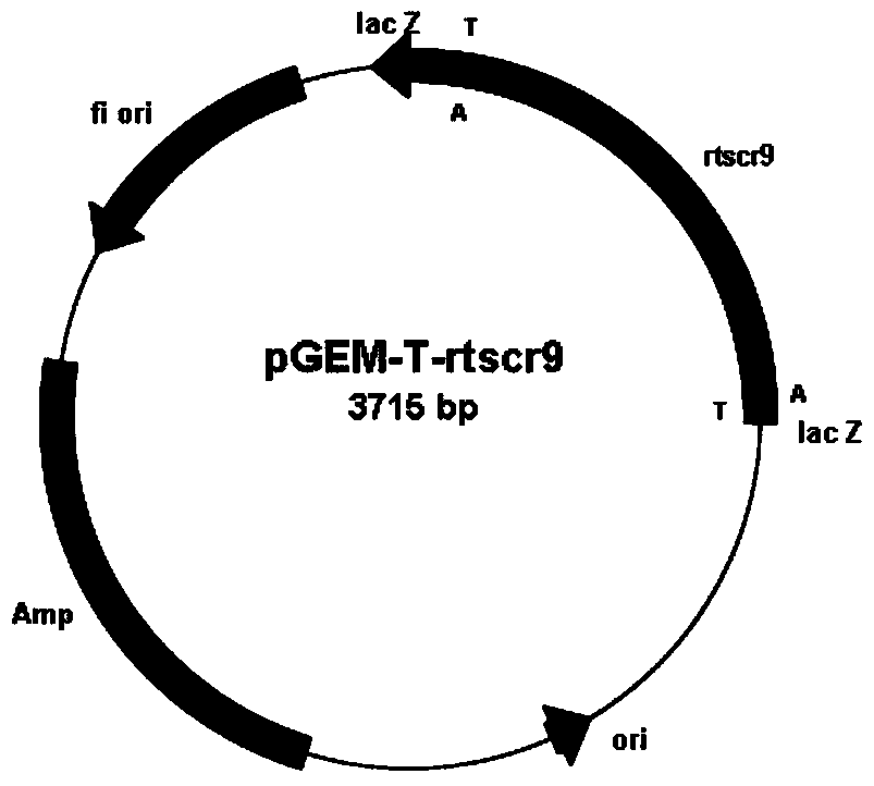 Carbonyl reductase gene, encoding enzyme, vector, strain and application