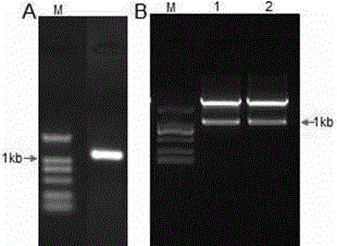 Application and cloning method of gene NtFLS2 with function of increasing rutin content of tobacco leaves