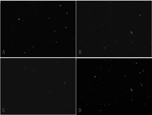 Method for recognizing mixed semen stains from two individuals