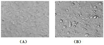 A kind of largemouth bass iridovirus inactivated vaccine for injection and preparation method thereof