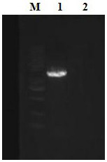 A kind of largemouth bass iridovirus inactivated vaccine for injection and preparation method thereof