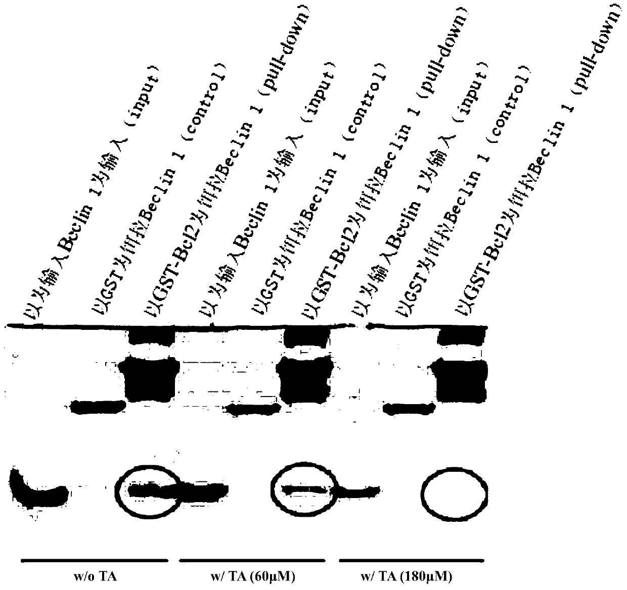 Application of triterpenoids in the preparation of Parkinson's medicines