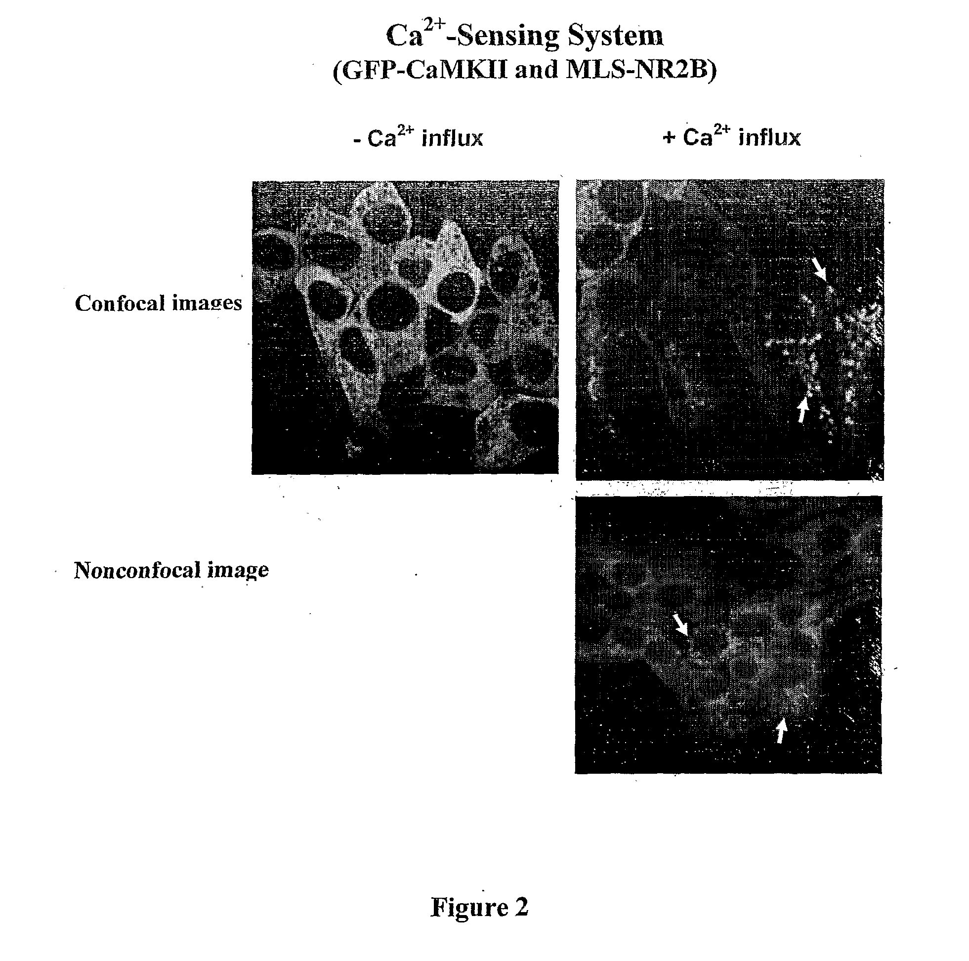 Assay for Detection of Transient Intracellular CA2+