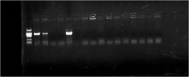 Kit for detecting ST251-type virulent aeromonas hydrophila and application