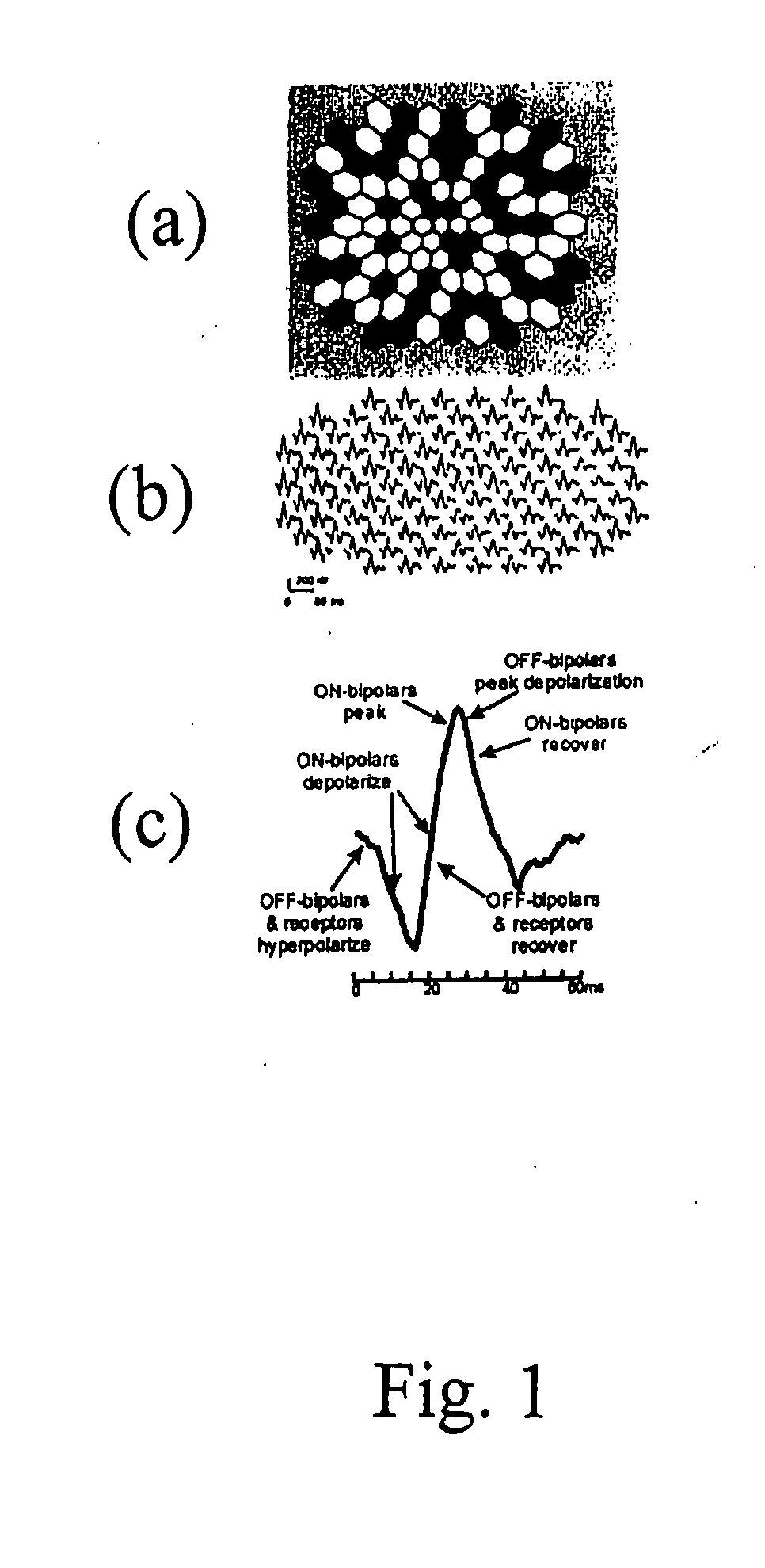 Mapping retinal function using corneal electrode array