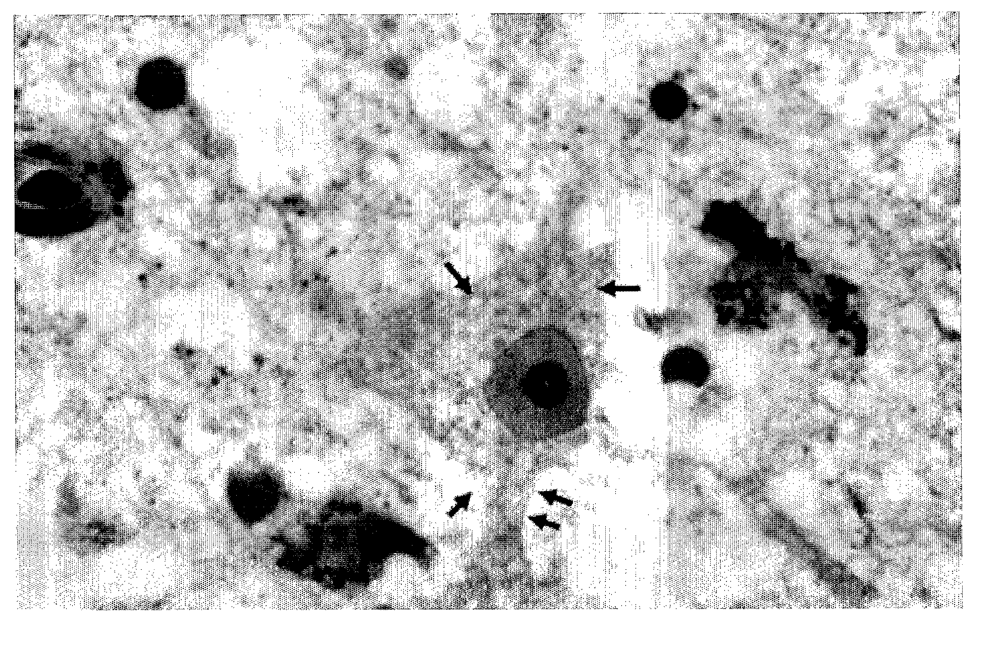 Anti-Connexin Compounds and Uses Thereof