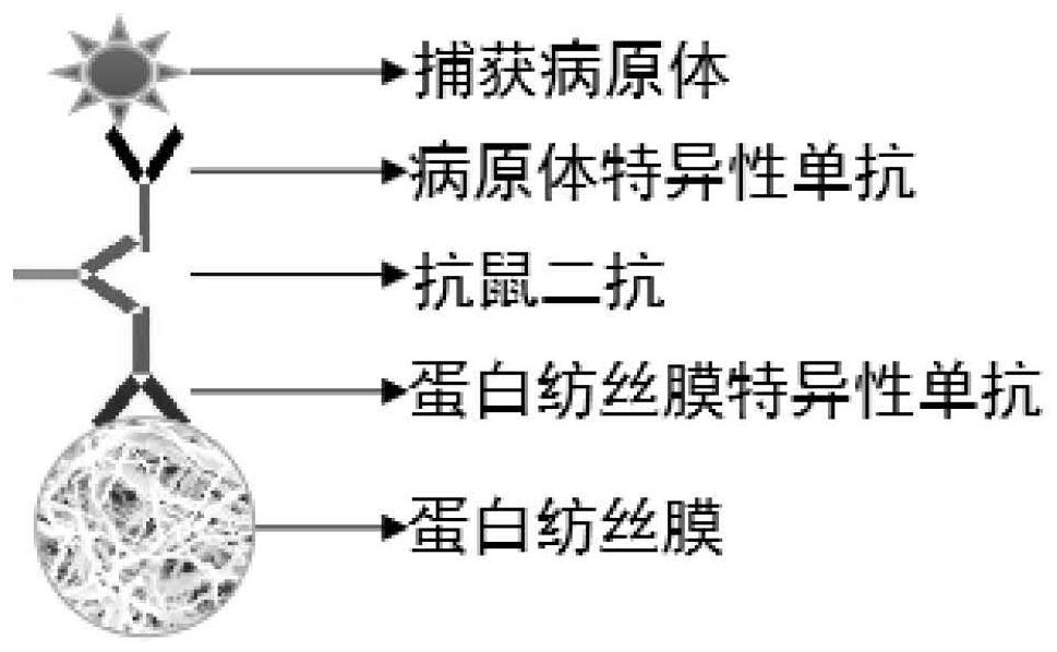 Respiratory tract transmission pathogen enrichment spinning film, sampling mask patch and sampling mask