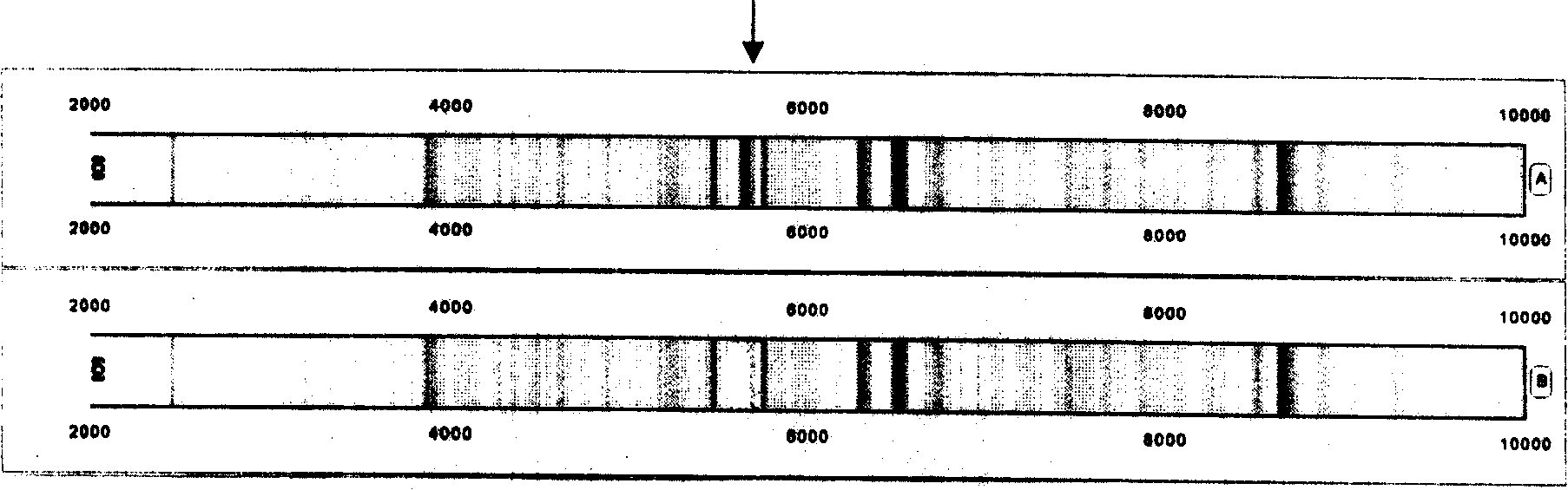 Use of magnetic bead supported matrix and MS for judging mass spectrometry polypeptide spectrum and protein fingerprint