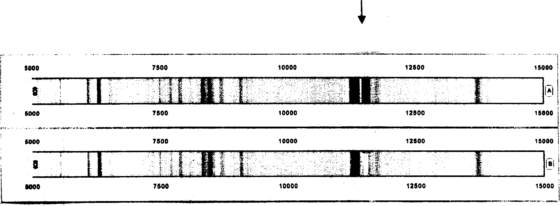 Use of magnetic bead supported matrix and MS for judging mass spectrometry polypeptide spectrum and protein fingerprint