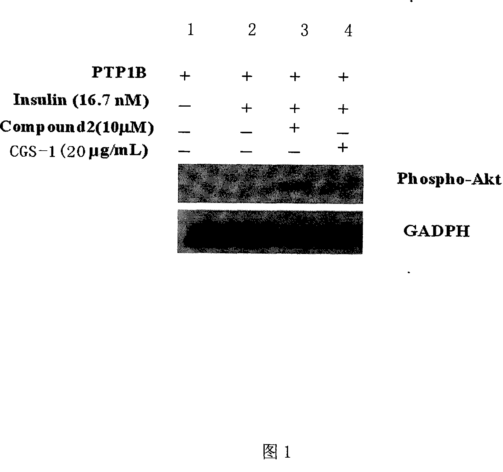 Chicory seed effective part and preparation method and application thereof