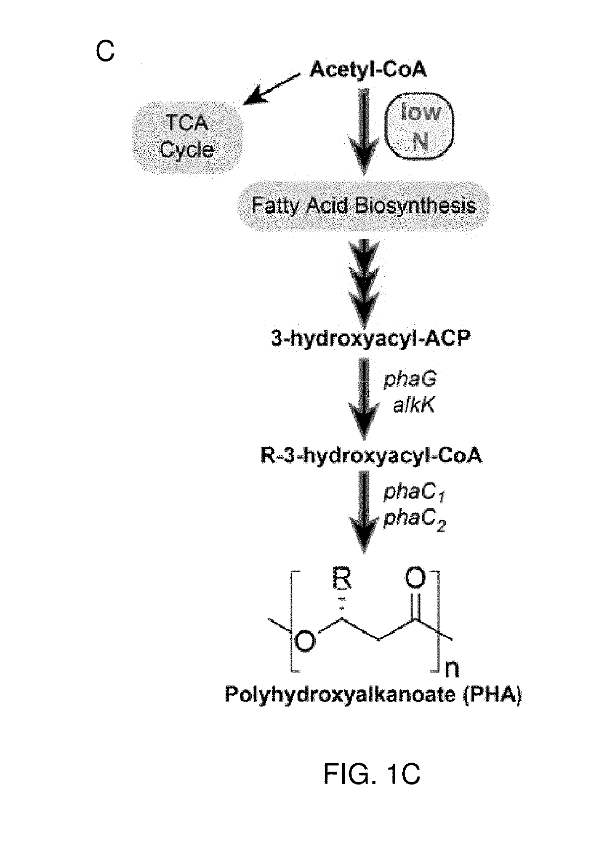 Production of itaconic acid and related molecules from aromatic compounds