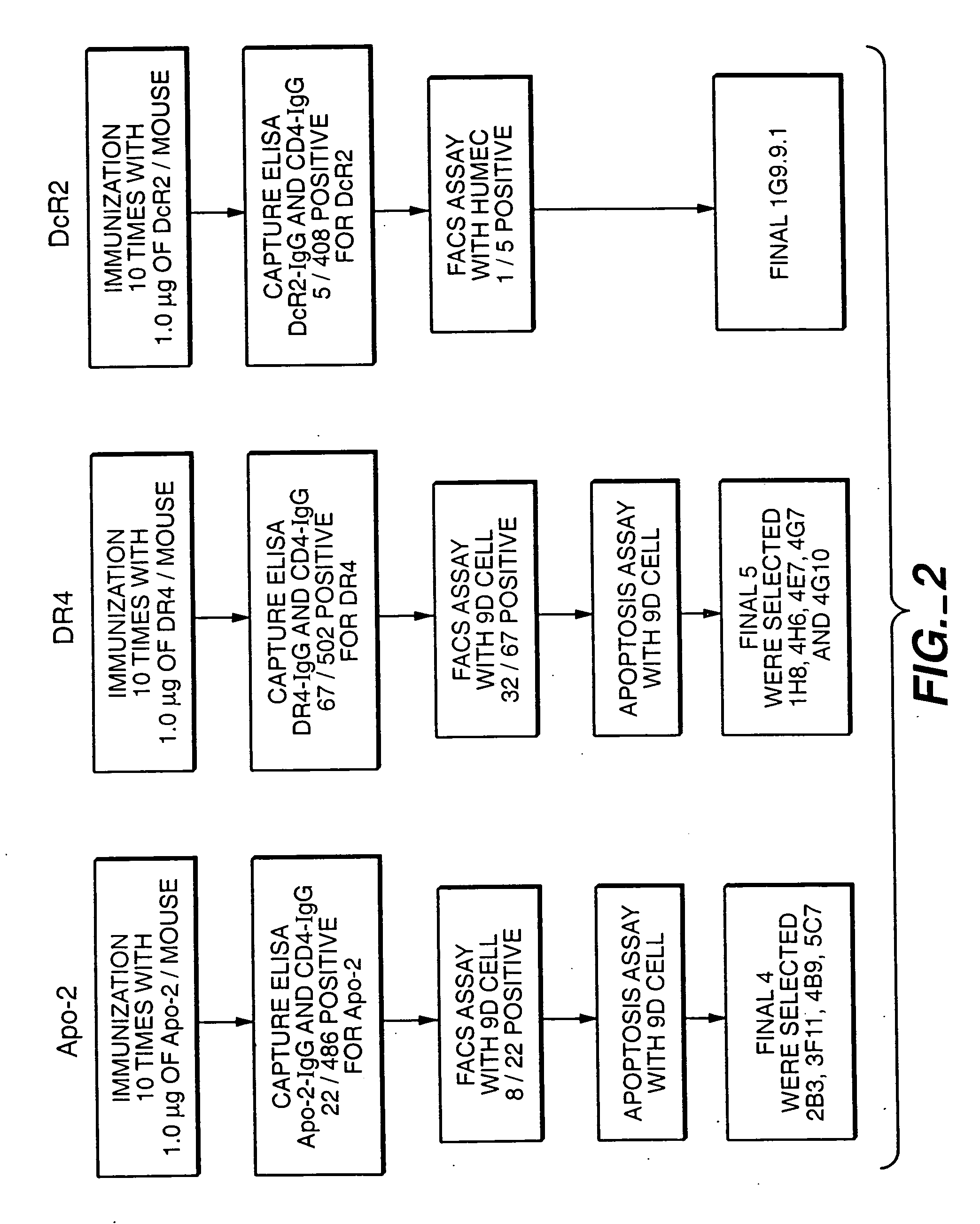 Method for making monoclonal antibodies and cross-reactive antibodies obtainable by the method