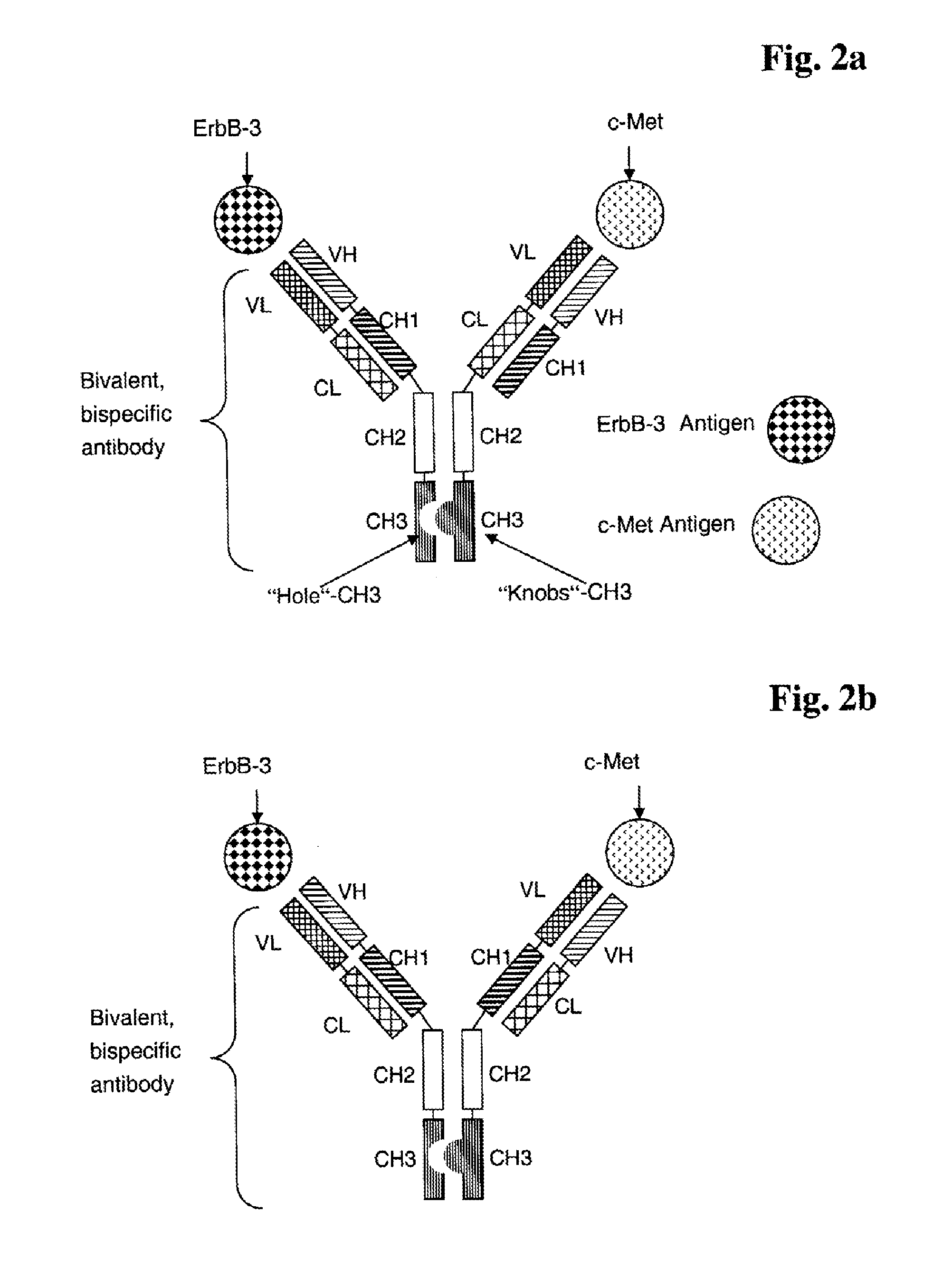 Bispecific Anti ErbB3 / Anti cMet Antibodies