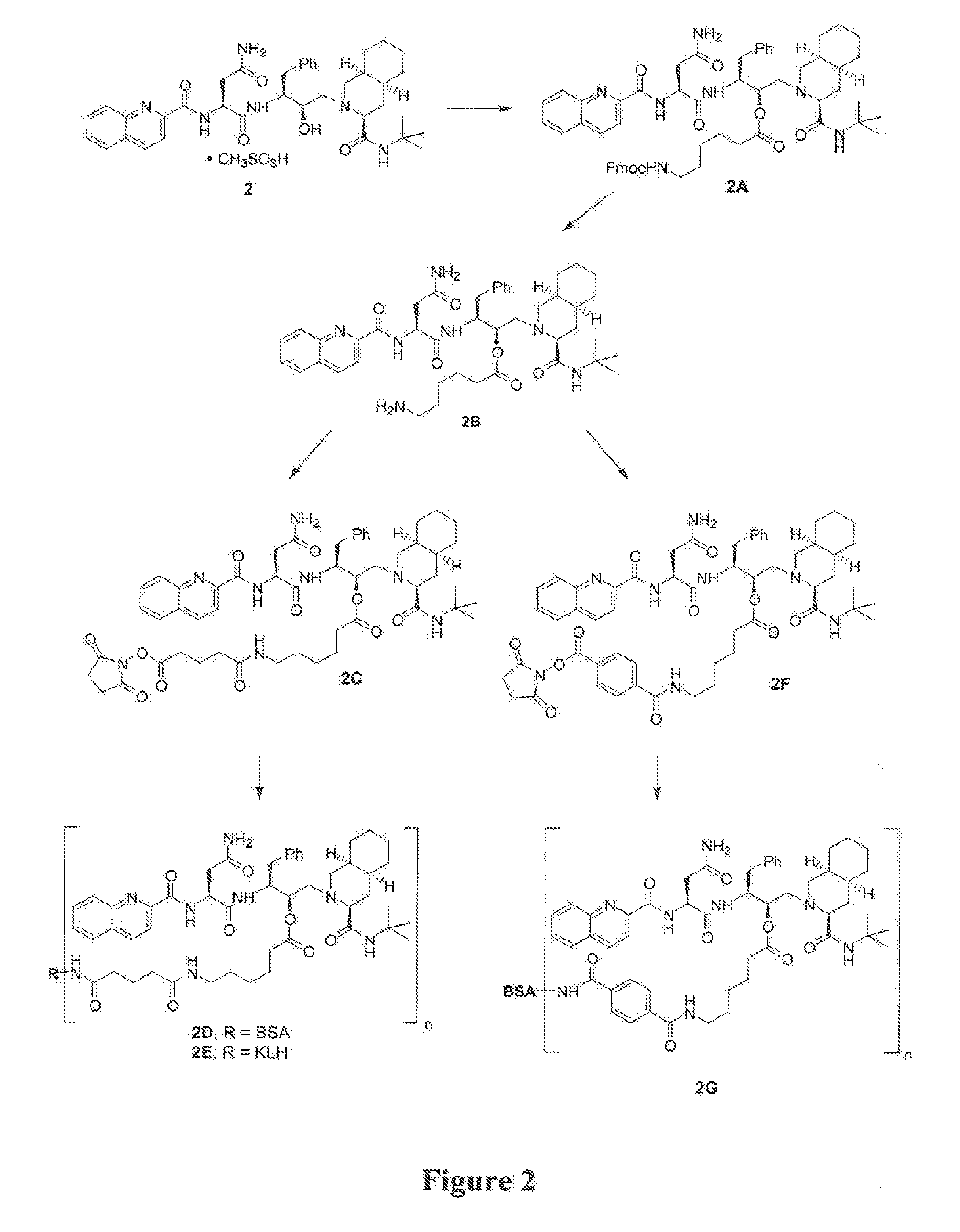 Protease inhibitor conjugates and antibodies useful in immunoassay