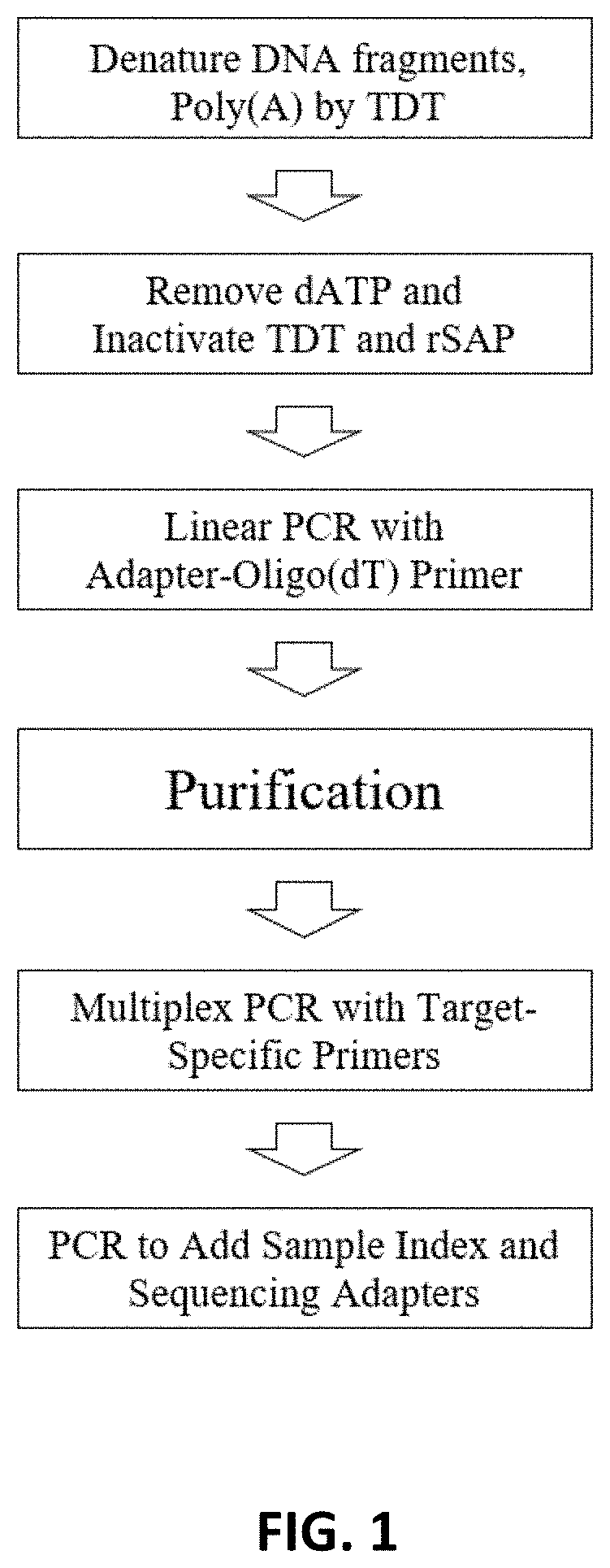 Methods and compositions for amplifying short DNA fragments