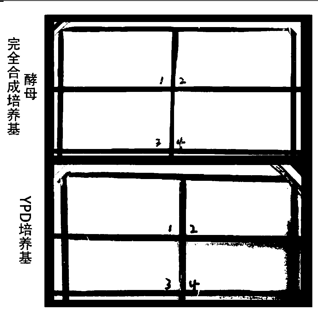 Freezing resistant Saccharomyces cerevisiae bacterial strain and construction method thereof