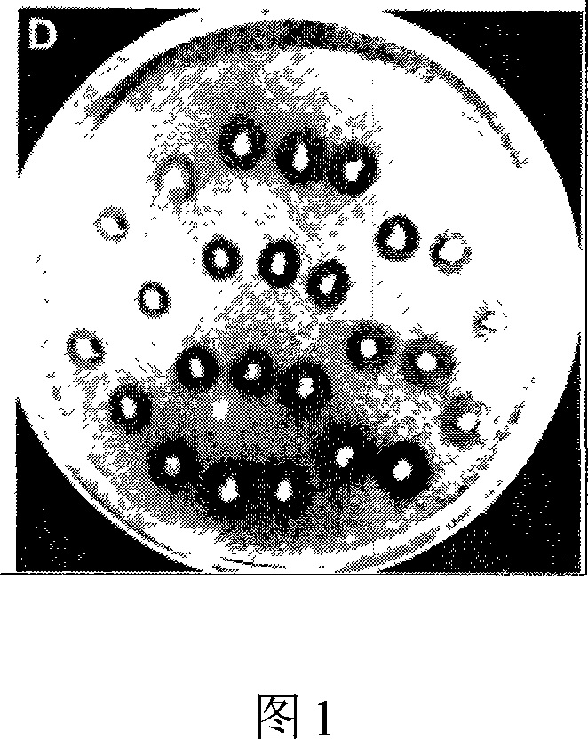 Method for preparing methyl parathion degradation bacterium and enzyme preparation thereof