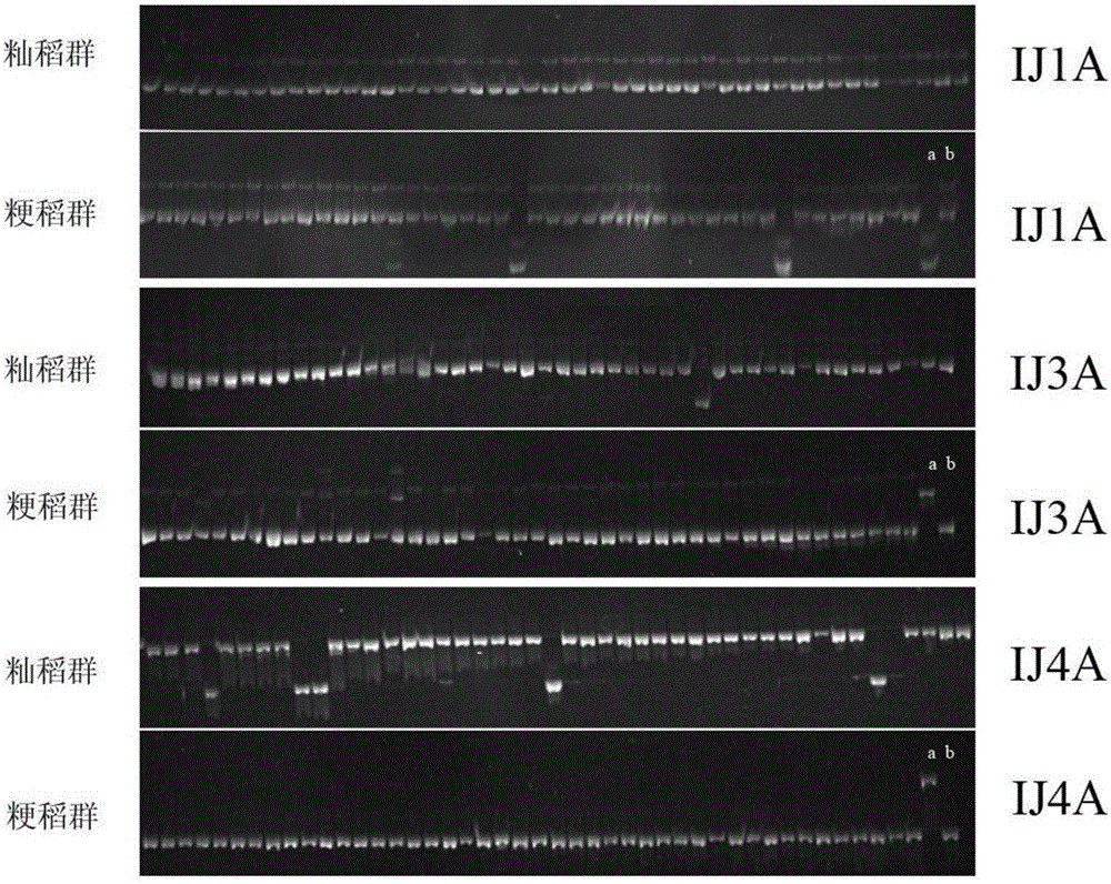 Optimized rice indica and japonica performance detection system and optimized rice indica and japonica performance detection method