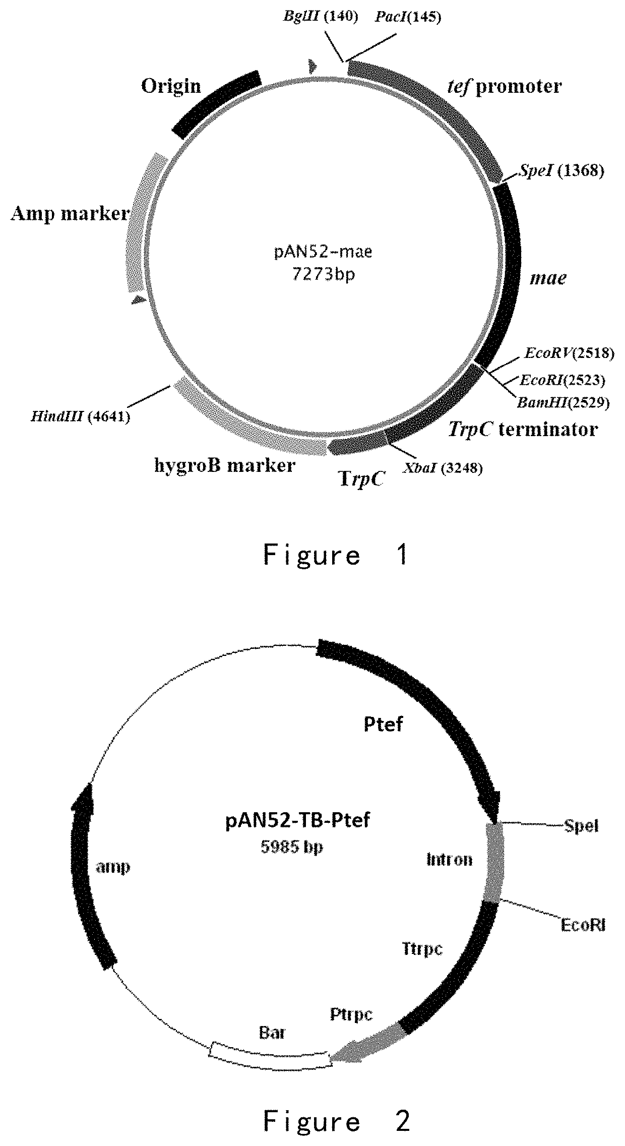 Dibasic organic acid producing strain and preparation and application of same