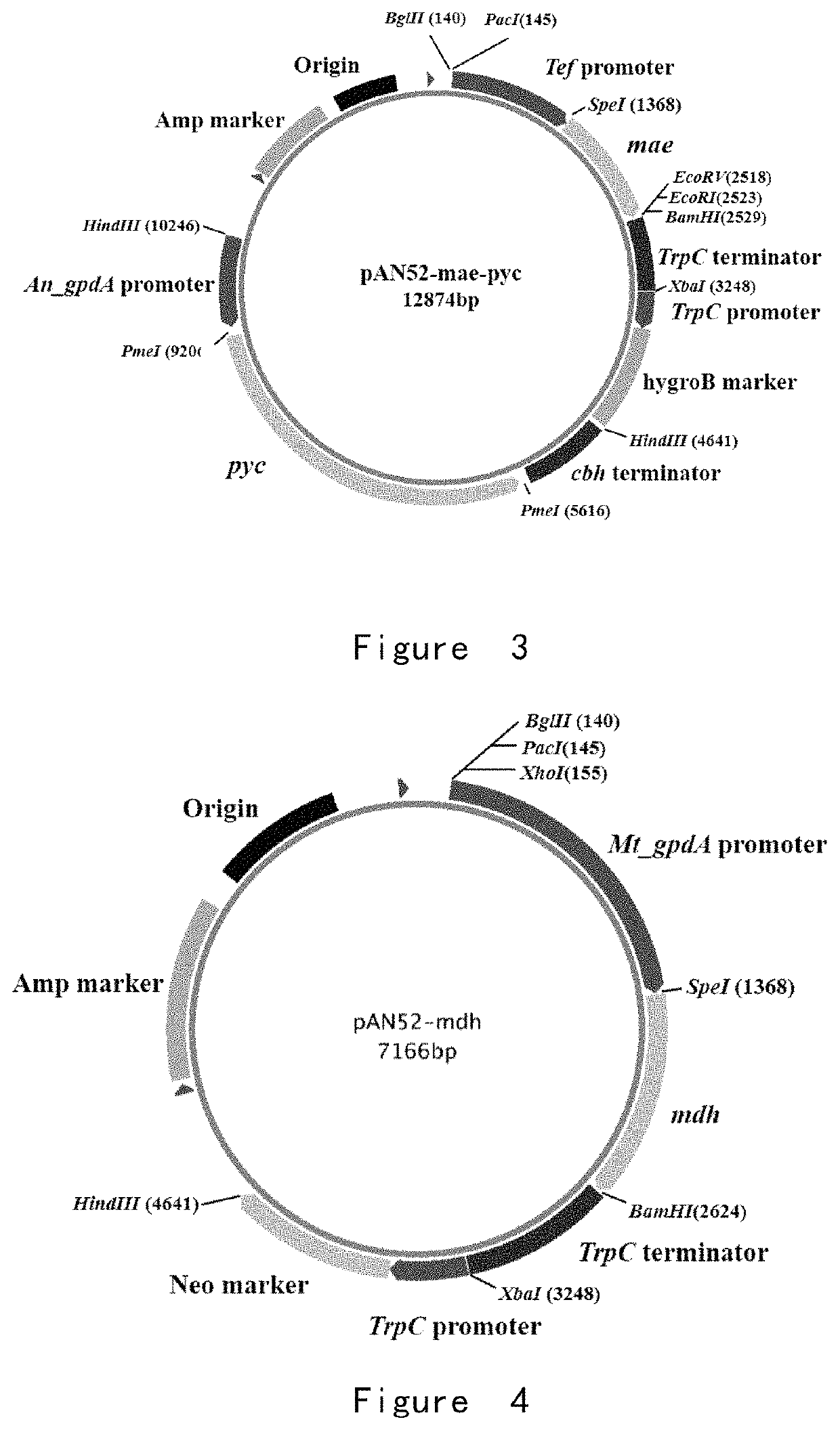 Dibasic organic acid producing strain and preparation and application of same