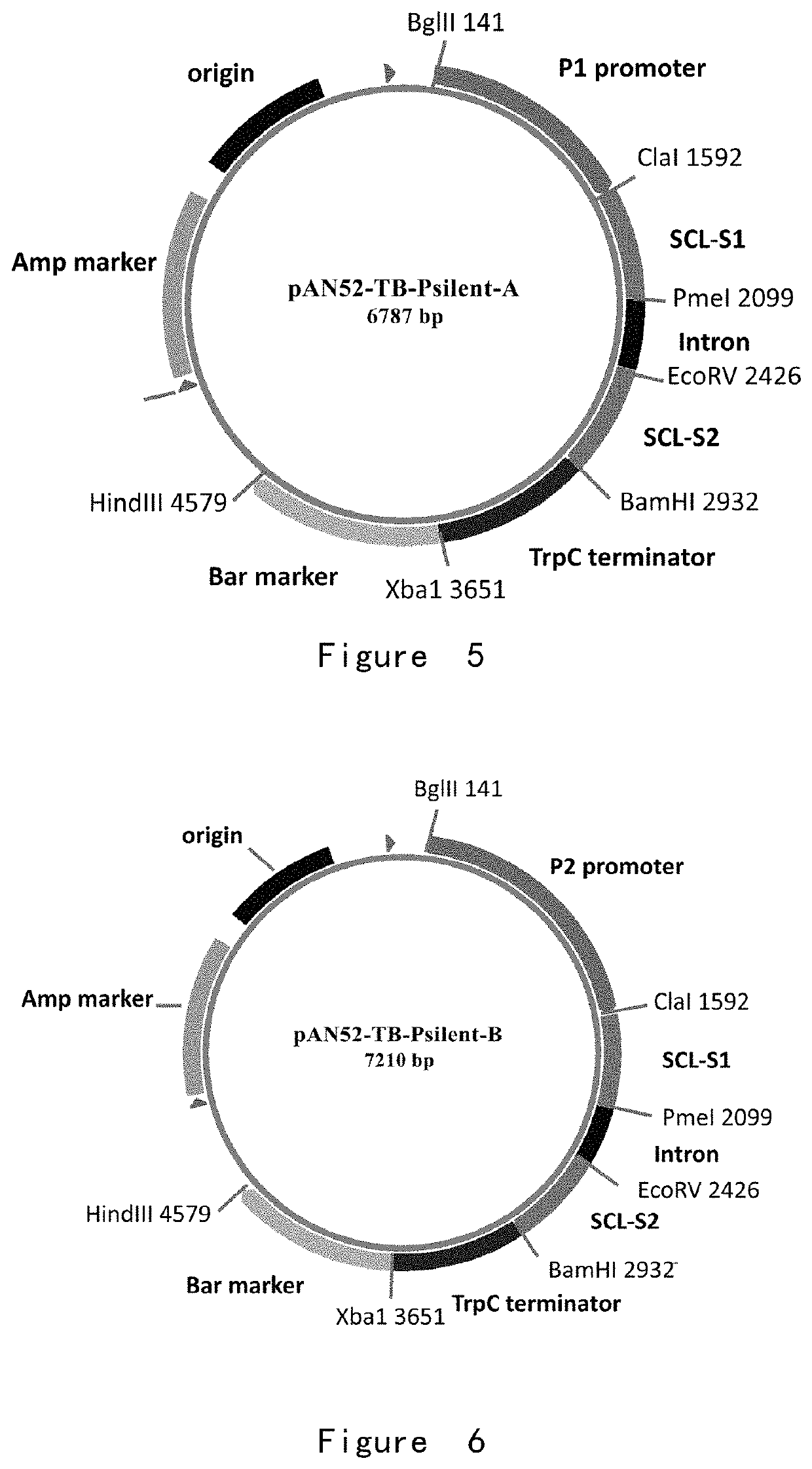 Dibasic organic acid producing strain and preparation and application of same