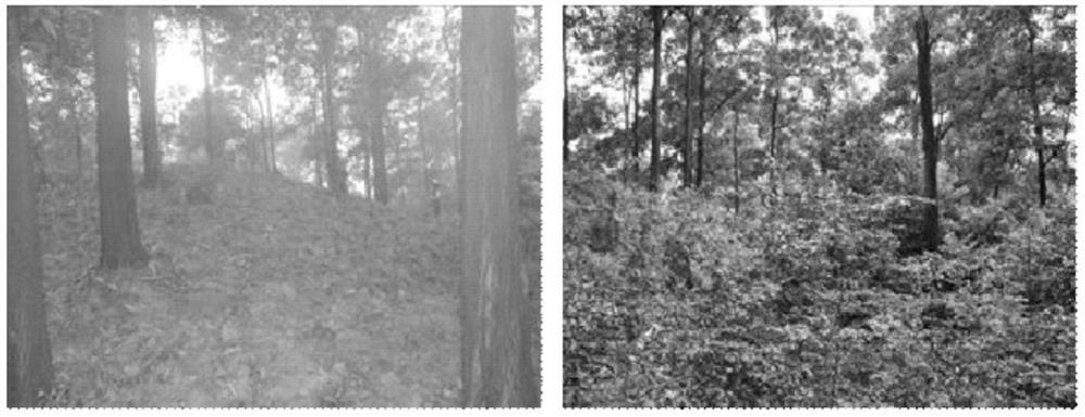 Method for economic planting under southern low-efficiency artificial forests