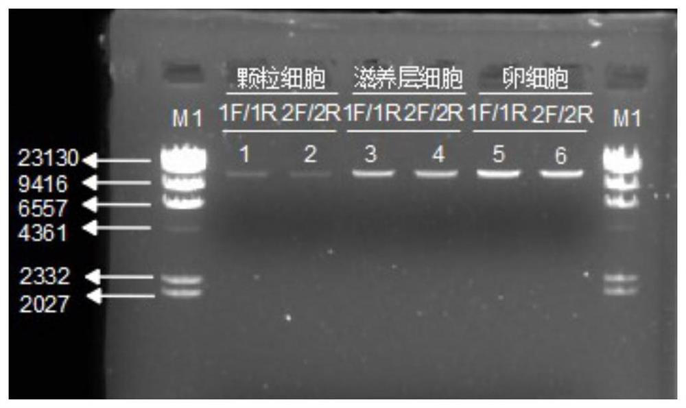 Method for constructing human single-cell mitochondrial high-throughput sequencing library and kit for library construction