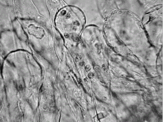 Cultivation method for observing Plasmodium infestation of Brassicaceae plants