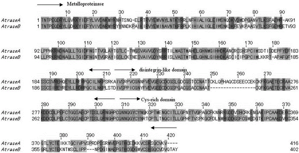 Thrombolytic drug based on cobra venom PIIII type metalloproteinase and application of thrombolytic drug