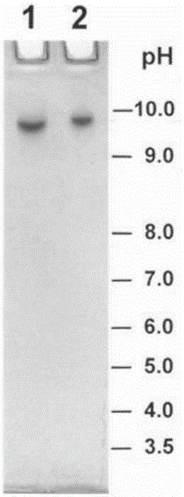 Thrombolytic drug based on cobra venom PIIII type metalloproteinase and application of thrombolytic drug