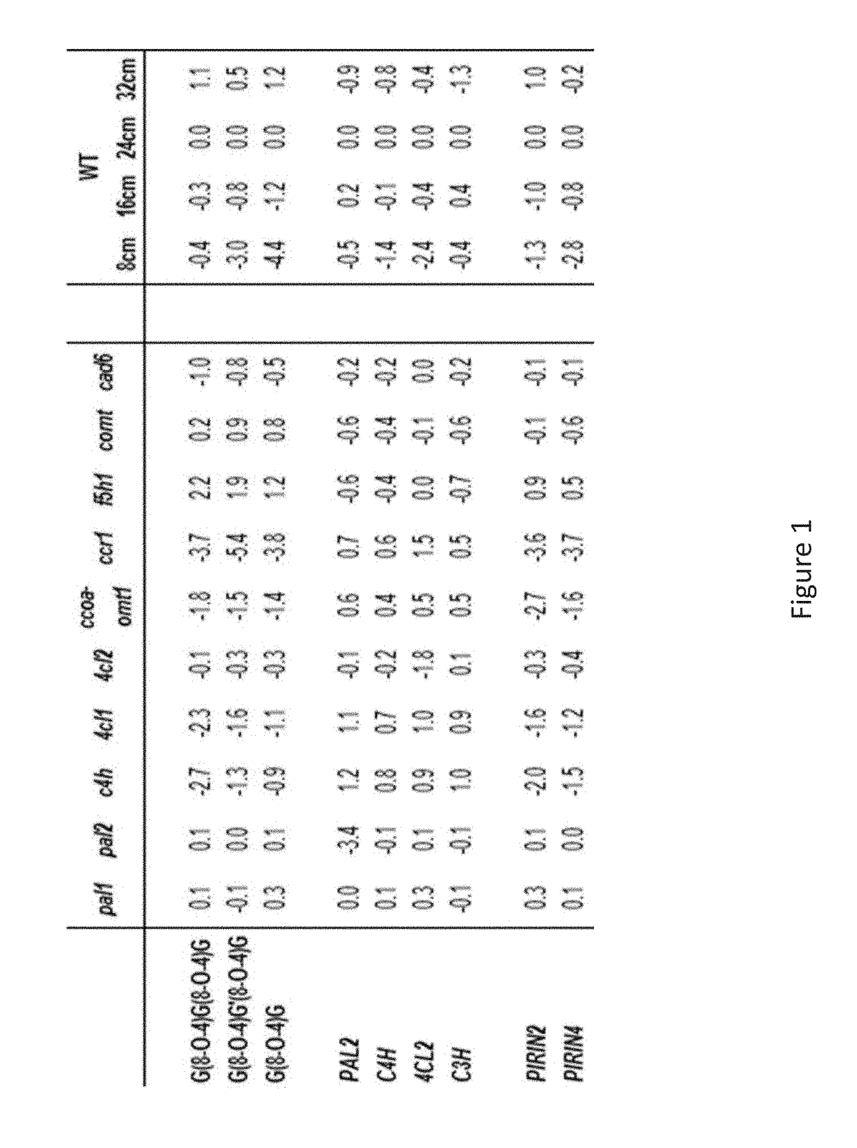 Genetically modified plants having altered lignin content