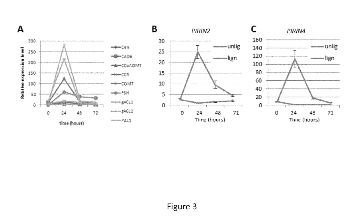 Genetically modified plants having altered lignin content