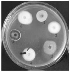 A strain of Pseudomonas arcticus with antifungal activity