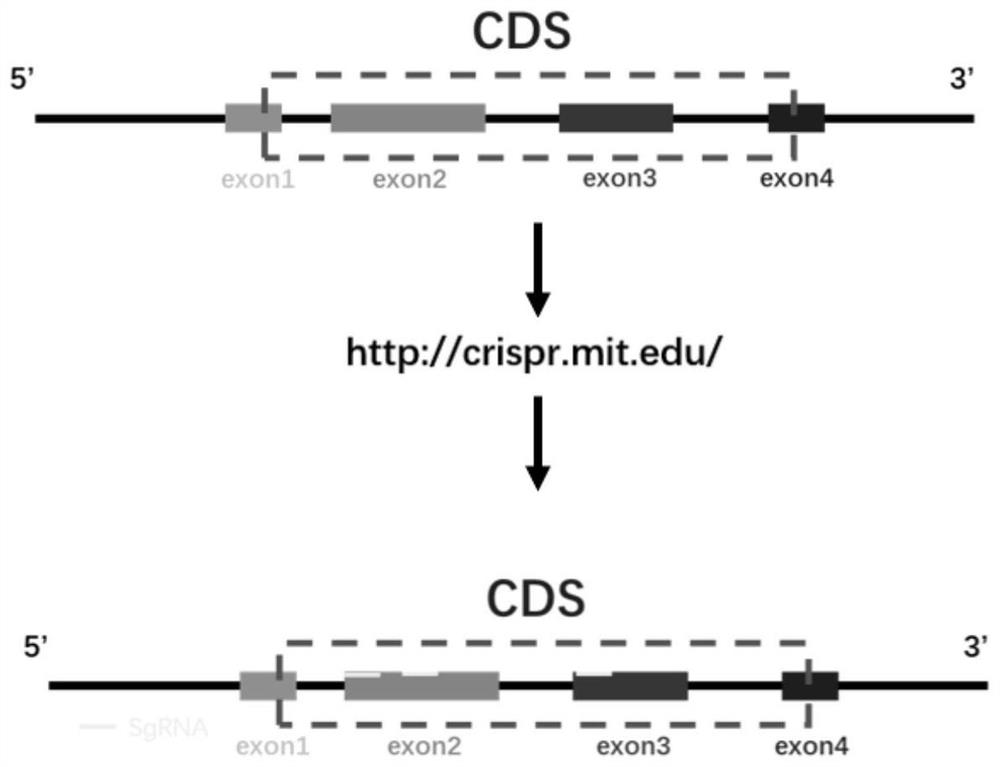 Mouse epigenetic gene knockout screening library and construction method thereof