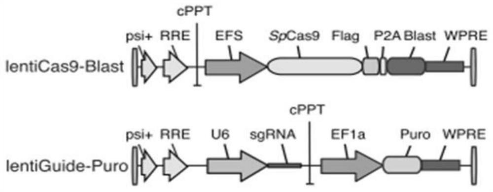 Mouse epigenetic gene knockout screening library and construction method thereof