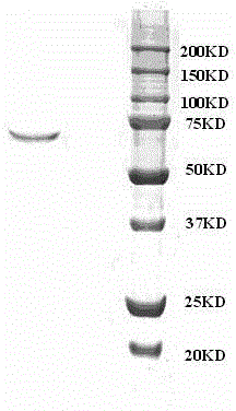 Kit for enzyme-linked immunosorbent assay of cordyceps sinensis and preparation method of kit