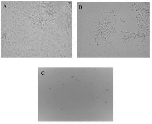 Paecilomyces lilacinus and application thereof in inhibiting plant growth