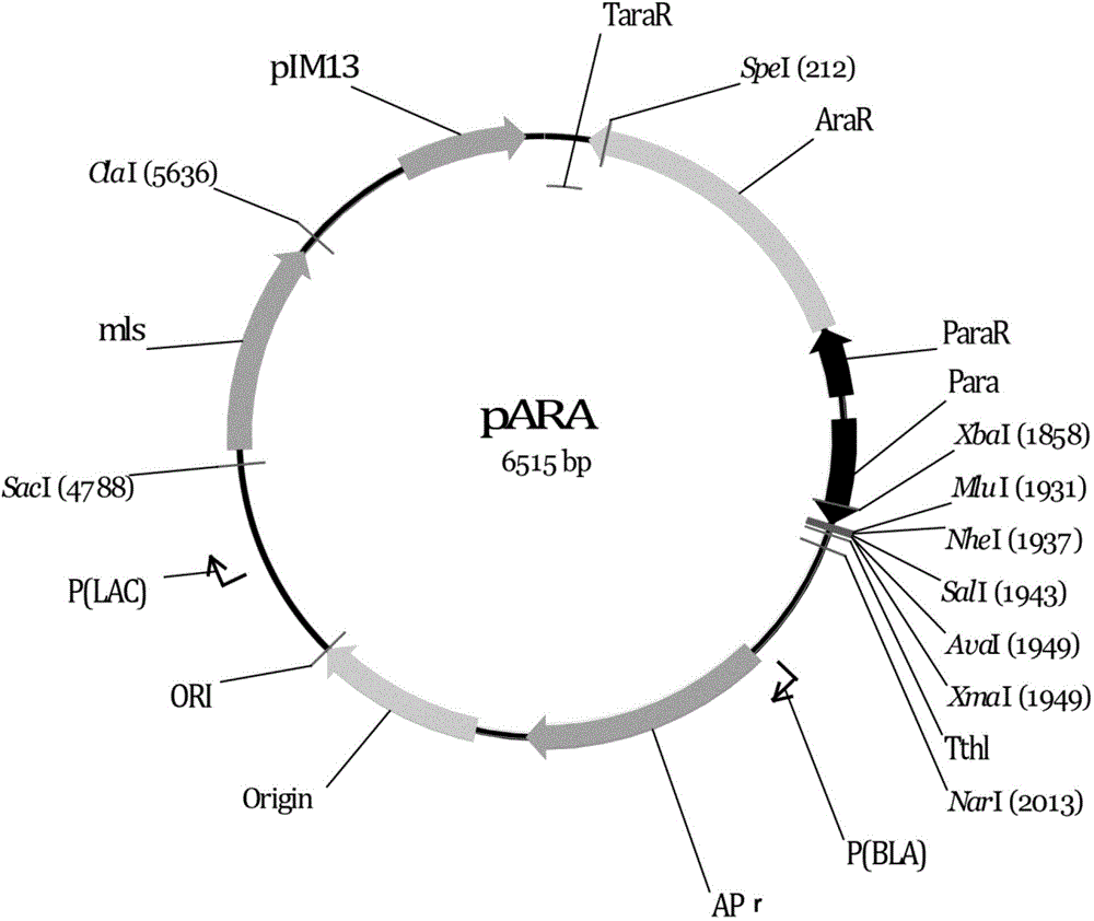 Microbe-inducible gene expression control system