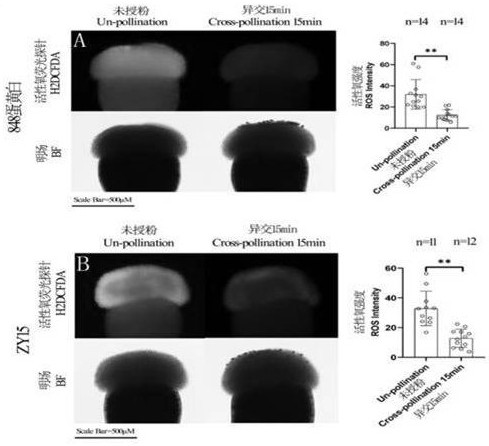 Reagent for overcoming self-incompatibility of brassica and raphanus and use method and application of reagent