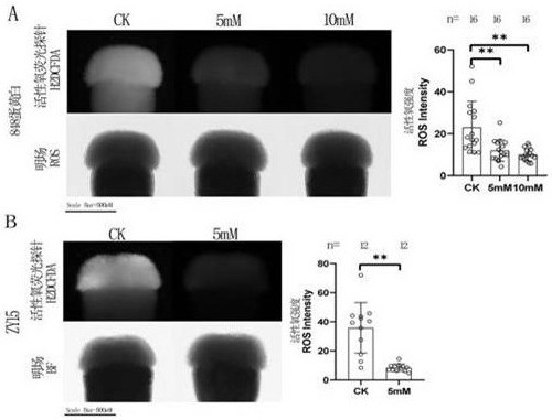 Reagent for overcoming self-incompatibility of brassica and raphanus and use method and application of reagent