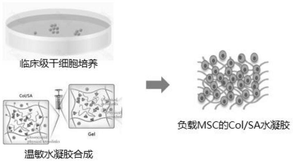 Temperature-sensitive hydrogel loaded with umbilical cord mesenchymal stem cells and preparation method of temperature-sensitive hydrogel